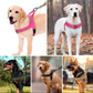 🥳PROMOÇÃO QUENTE 2026!🥳🐕💪 50% DE DESCONTO! Arnês tático resistente para cães – Sem puxões, sem sufoco. 🛡️✨